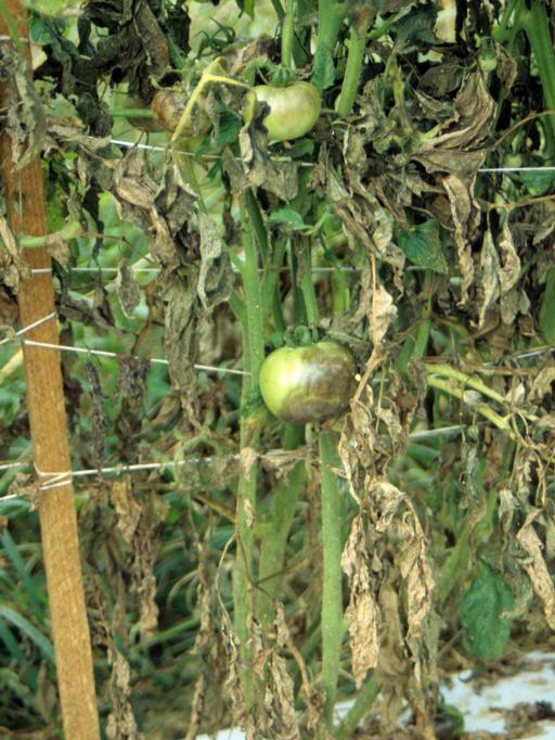 There are many common plant diseases that can cause brown leaves and defoliation. If you see greasy, brown, but still firm areas on unripe green tomatoes, as pictured here, this is diagnostic for late blight and should be tested at a diagnostic lab.